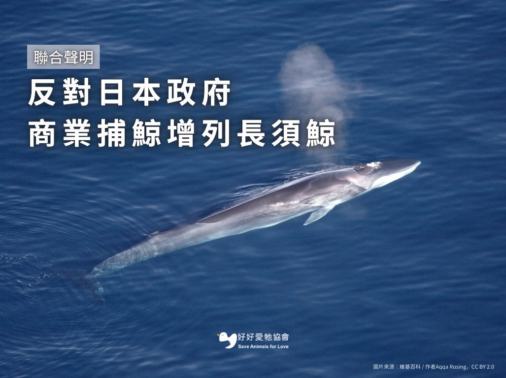 聯合聲明－反對日本政府商業捕鯨增列長須鯨| 好好愛牠
