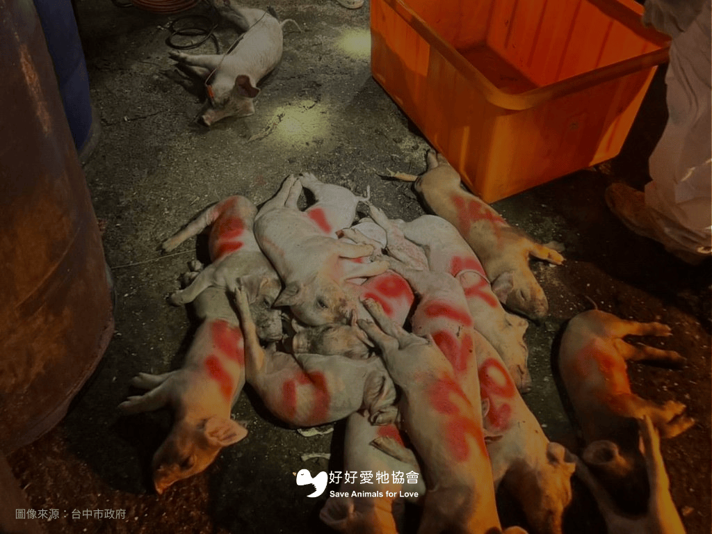 【不是所有英雄都穿著披風—透過蔬食的力量改變世界】