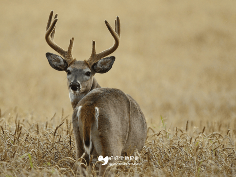 【滋補養身不是殘忍對待水鹿的理由—鹿茸背後的生命代價】