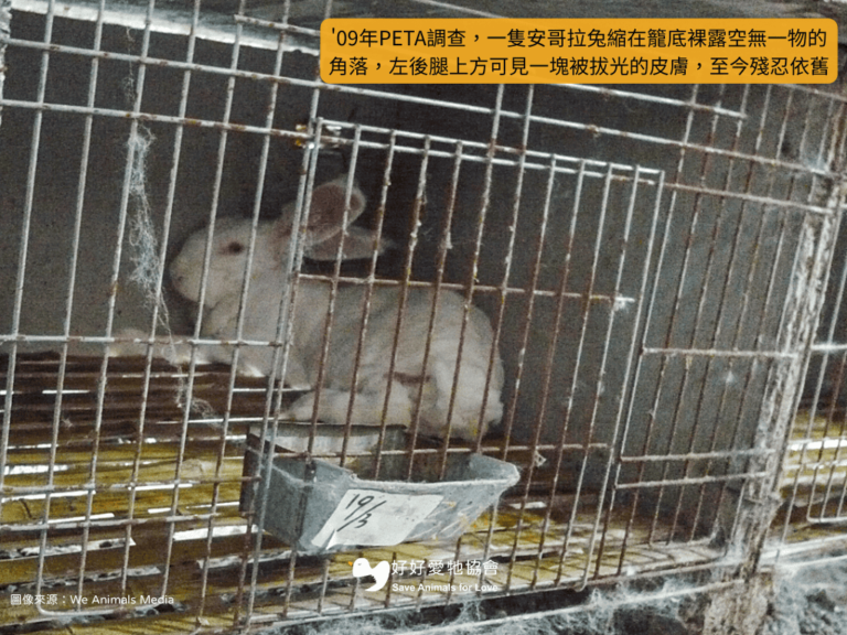 【柔軟的毛料可以被取代，生命卻沒有—拒買安哥拉兔毛商品】