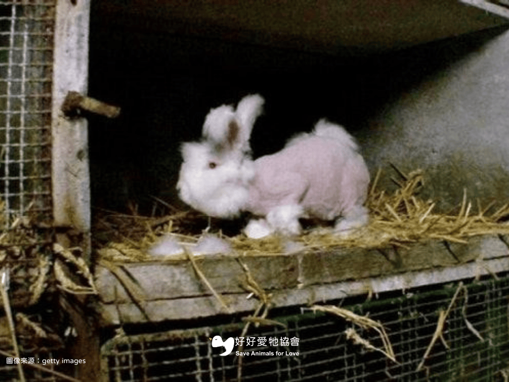 【心寒又殘忍的時尚代價—支持零皮草給動物溫暖】
