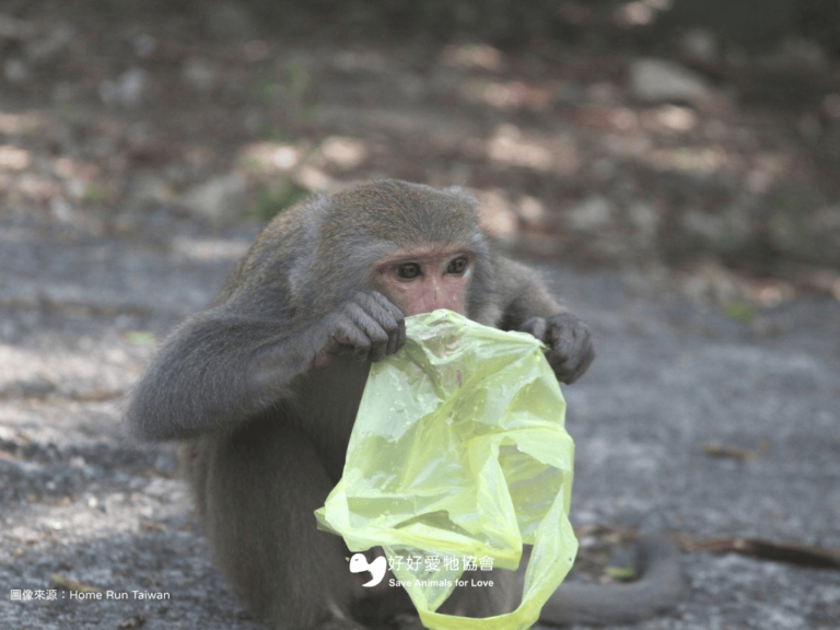 【有距離的溫柔—人與獼猴的共處】