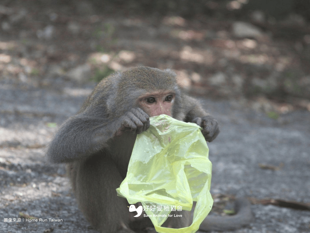 【有距離的溫柔—人與獼猴的共處】