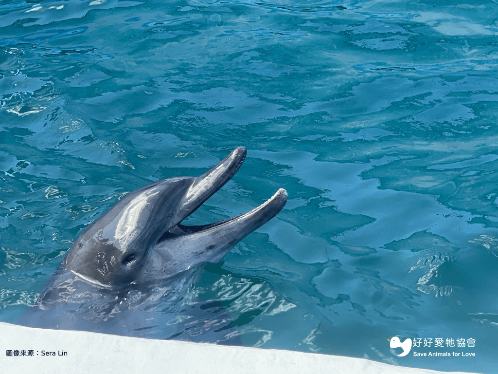 【當機的動物們—解救展演動物】