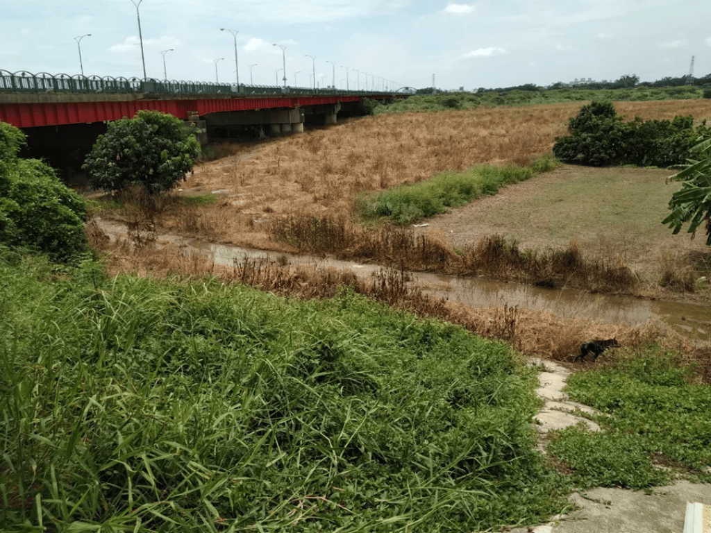 打造友善動物城市 ——降低除草劑風險，推動零毒害綠地管理