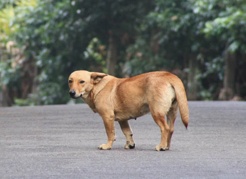 遊蕩犬存在不是動物問題，而是城市治理的問題——從撲殺年代到源頭治理的數據真相